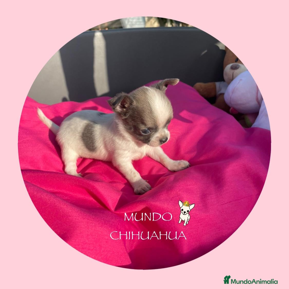 Chihuahua perros IMPRESIONANTE  CHIHUAHUA   LINEA  TOY  - Anuncio 1