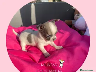 Chihuahua perros IMPRESIONANTE CHIHUAHUA LINEA TOY - Anuncio 1