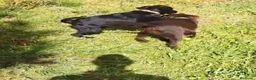 Labrador Retriever perros en venta: Labrador retriever - Anuncio 3