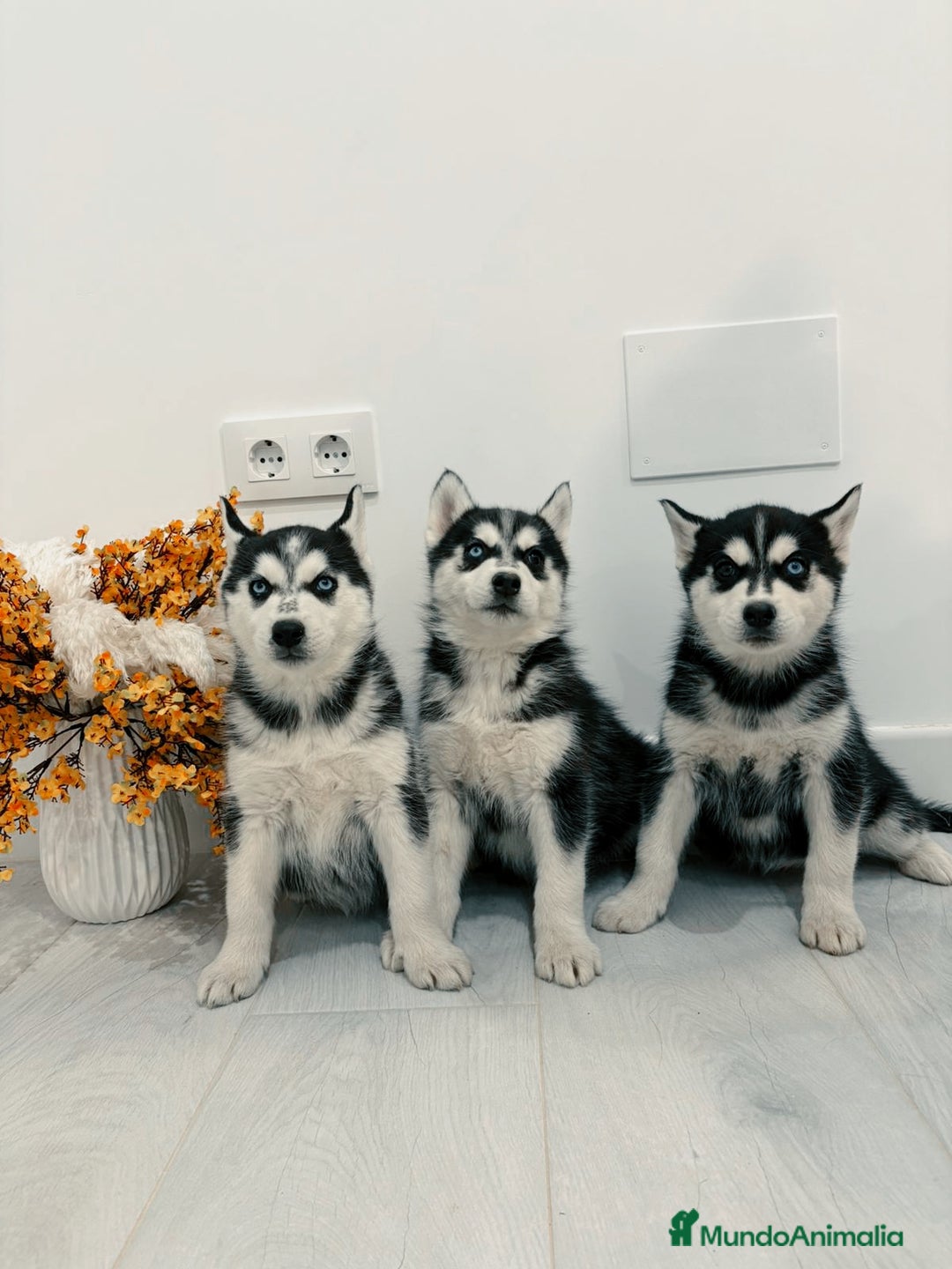 Husky Siberiano perros en venta: Cachorros husky siberianos  - Anuncio 6