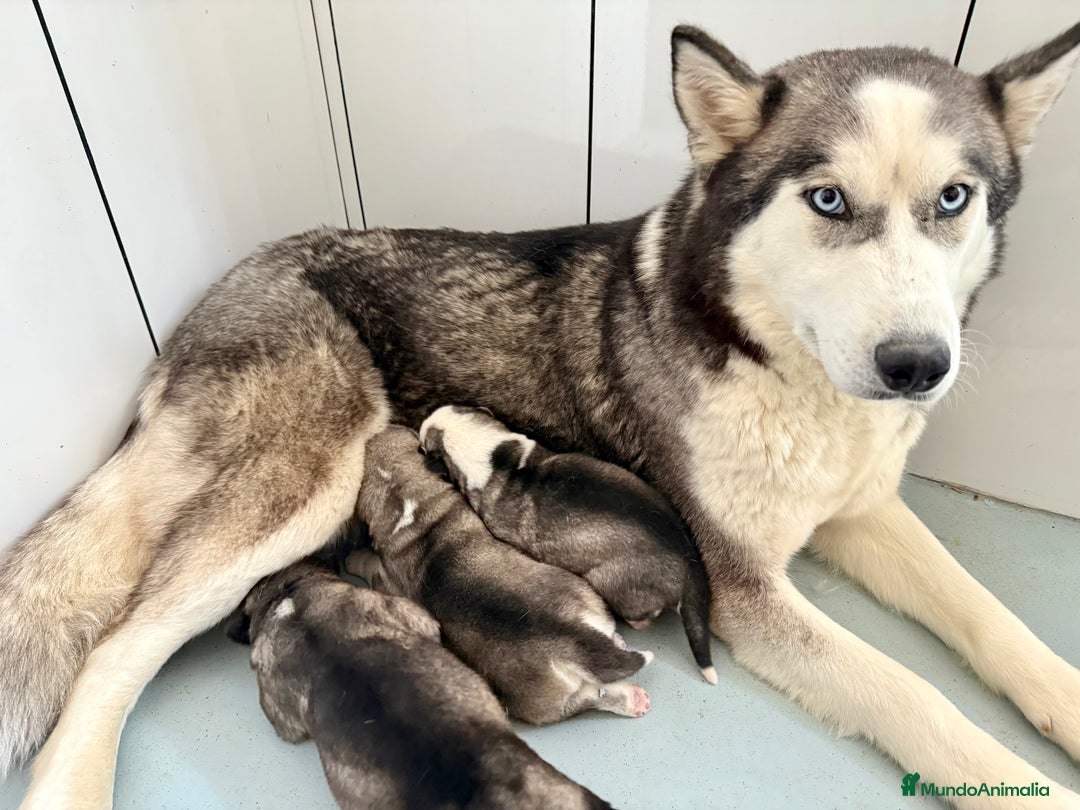 Husky Siberiano perros en venta: Husky siberiano - Imagen 4