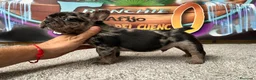 Bulldog Francés perros en venta: Bulldog francés Merle  en Madrid - Anuncio 6