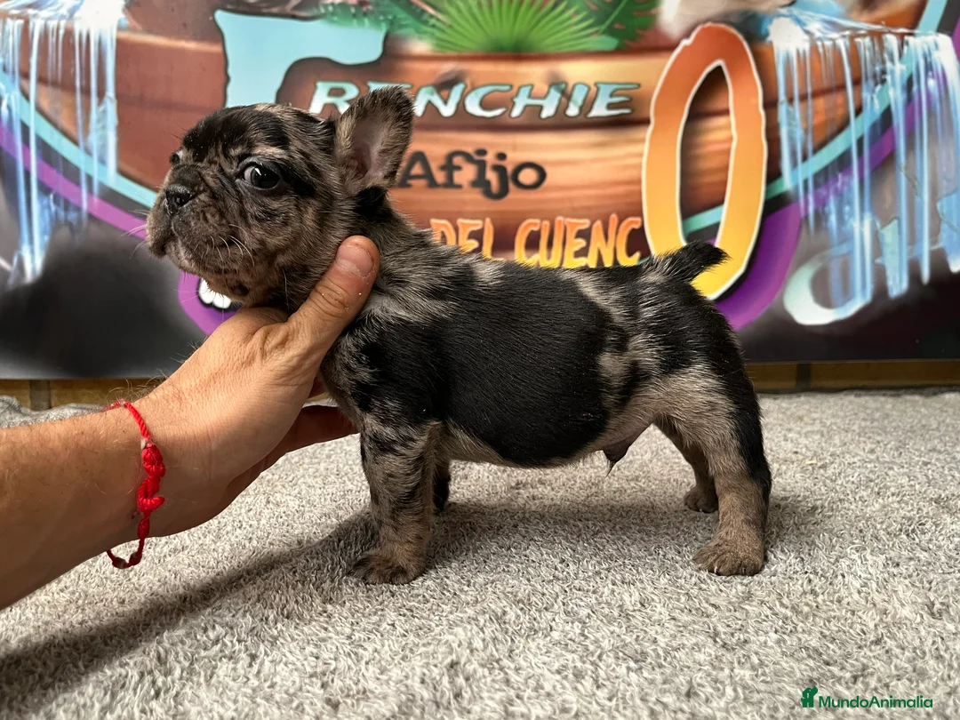 Bulldog Francés perros en venta: Bulldog francés Merle  en Madrid - Anuncio 6