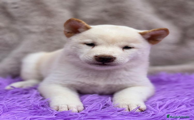 Shiba Inu perros - Propaganda 1