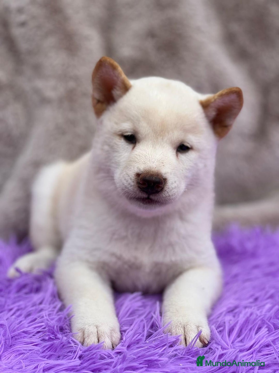 Shiba Inu perros en venta: CAMADA DE SHIBA INU DISPONIBLES - Imagen 1