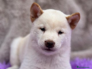 Shiba Inu perros - Anuncio 7