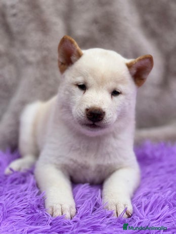 Shiba Inu perros - Anuncio 8