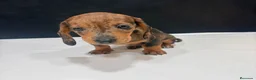 Teckel Miniatura perros en venta: Teckel Miniatura  - Anuncio 2