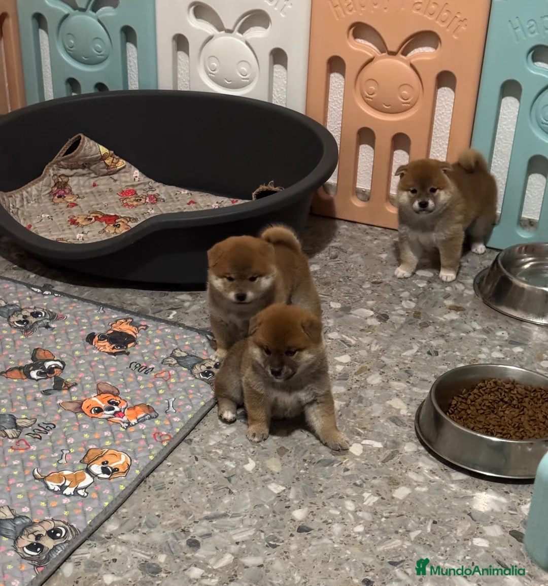 Shiba Inu perros en venta: Shiba Inu - Anuncio 3
