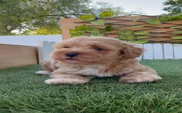 Caniche Toy perros en venta: CANICHE TOY MACHO - Imagen 6