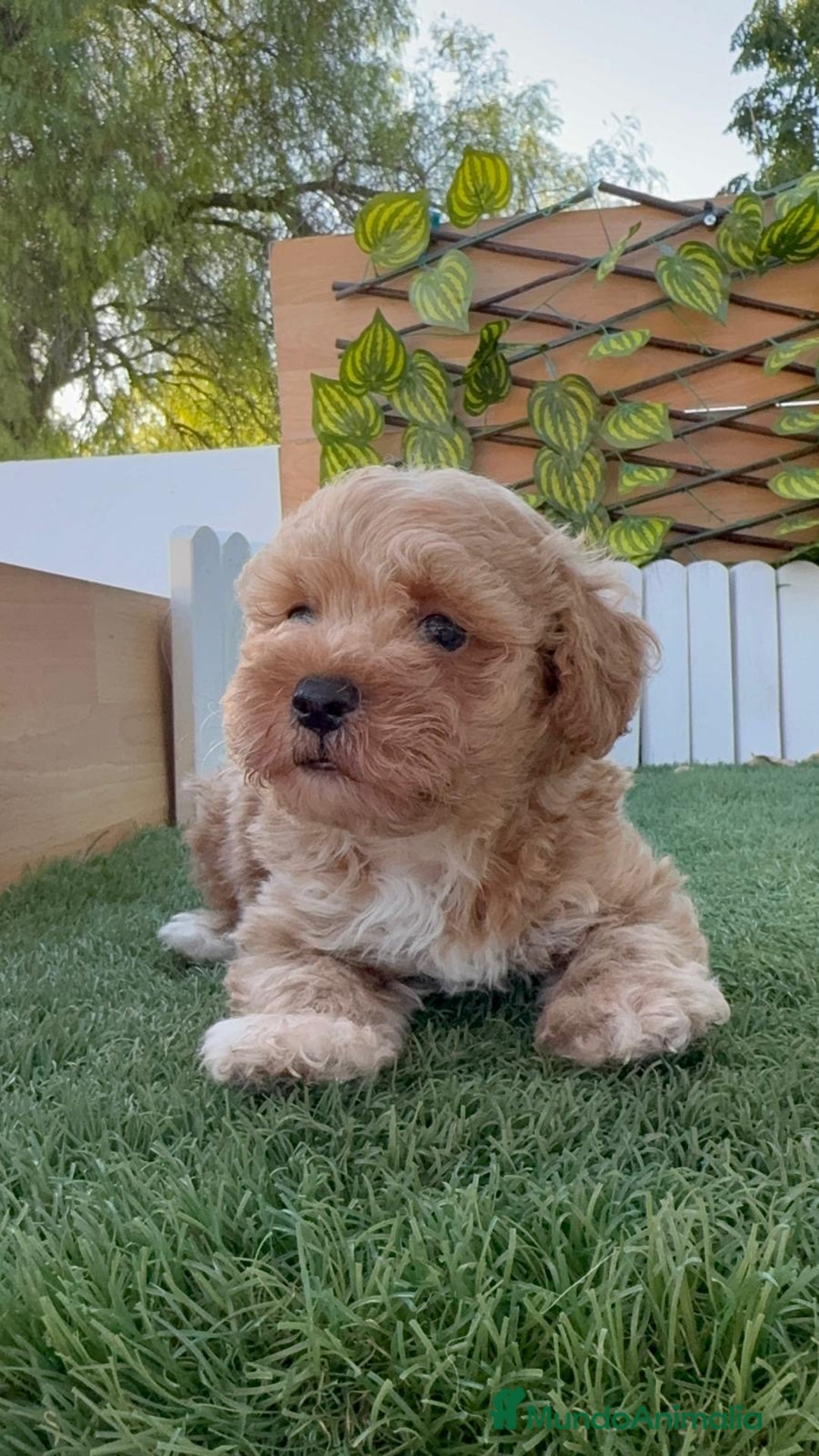 Caniche Toy perros en venta: CANICHE TOY MACHO - Imagen 6