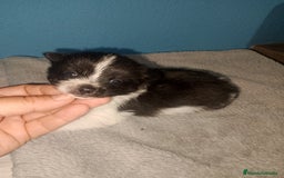 Pomerania perros en venta: Precioso pomchi macho  - Imagen 4