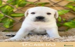 Labrador Retriever perros en venta: Camada de Helena  - Imagen 5