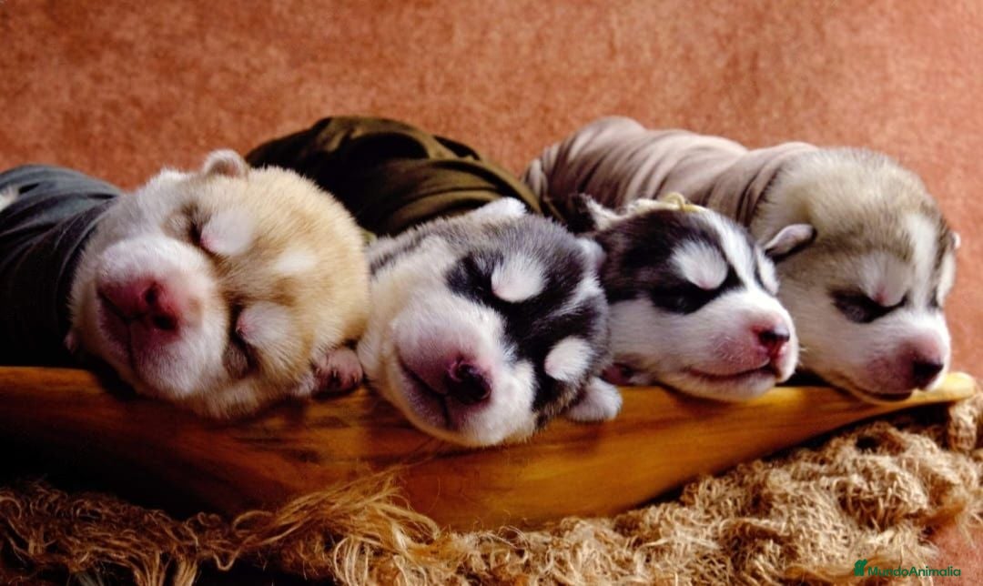 Husky Siberiano perros ‼️‼️husky siberianos importados de rusia - Anuncio 1