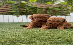 Caniche Toy perros en venta: CANICHE TOY - Imagen 8