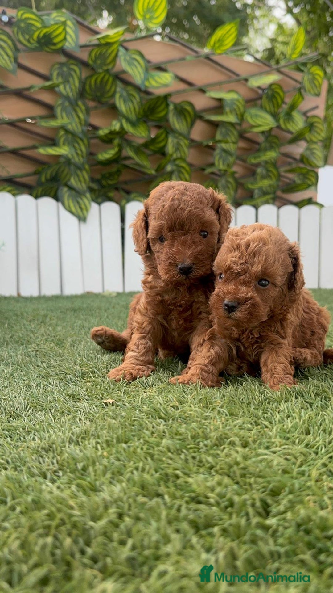 Caniche Toy perros en venta: CANICHE TOY - Imagen 8