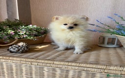 Pomerania perros en venta: Pomerania vacunación completa y chip - Anuncio 7
