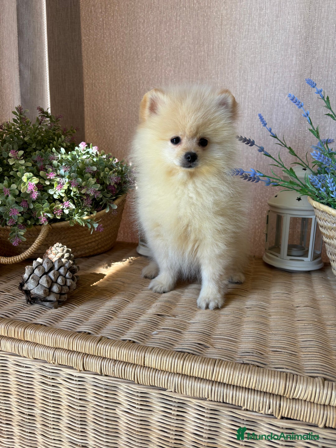 Pomerania perros en venta: Pomerania vacunación completa y chip - Anuncio 7