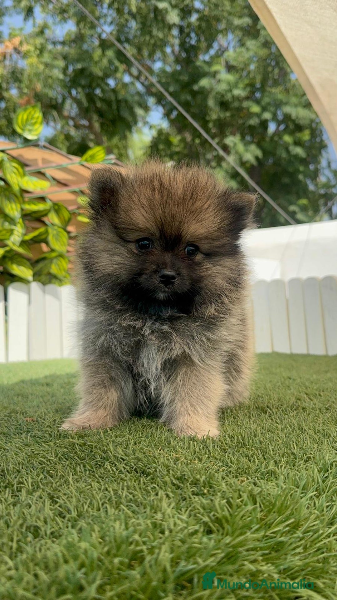 Pomerania perros en venta: POMERANIA MACHO - Imagen 2