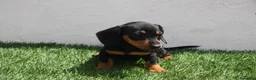 Teckel Miniatura perros en venta: Teckel Miniatura  - Anuncio 3