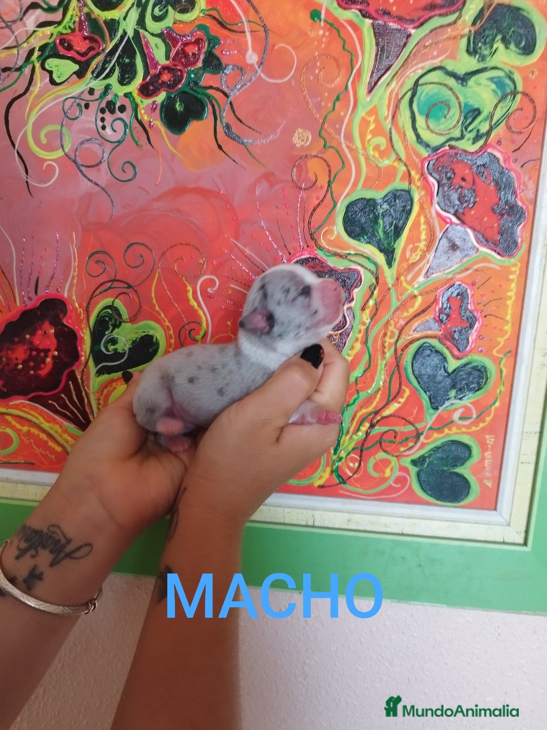 Chihuahua perros en venta: Chihuahuas toys exóticos  - Imagen 1