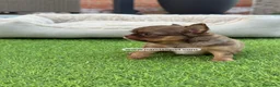 Chihuahua perros en venta: CHIHUAHUA PELO LARGO TOY - Anuncio 5