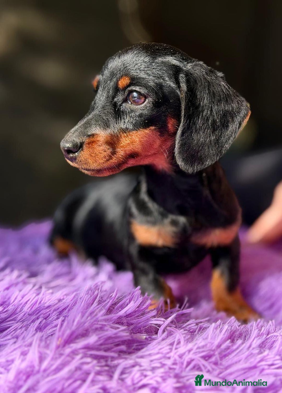 Teckel Miniatura perros en venta: TECKEL MINIATURA - Anuncio 3