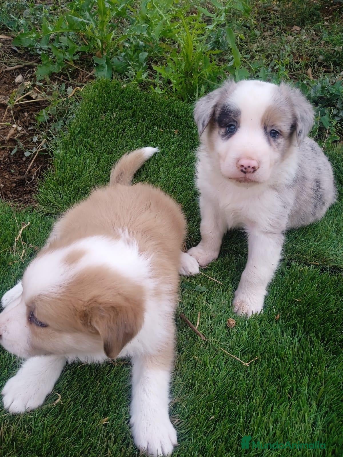 Border Collie perros Preciosos border collie - Anuncio 1