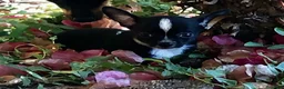 Chihuahua perros en venta: Cachorros de Chihuahuas en Caraby - Anuncio 16