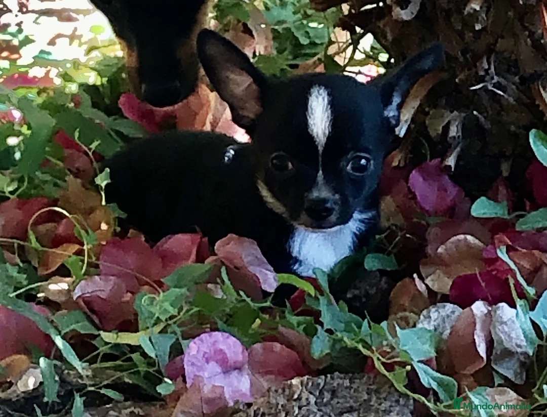 Chihuahua perros en venta: Cachorros de Chihuahuas en Caraby - Anuncio 16
