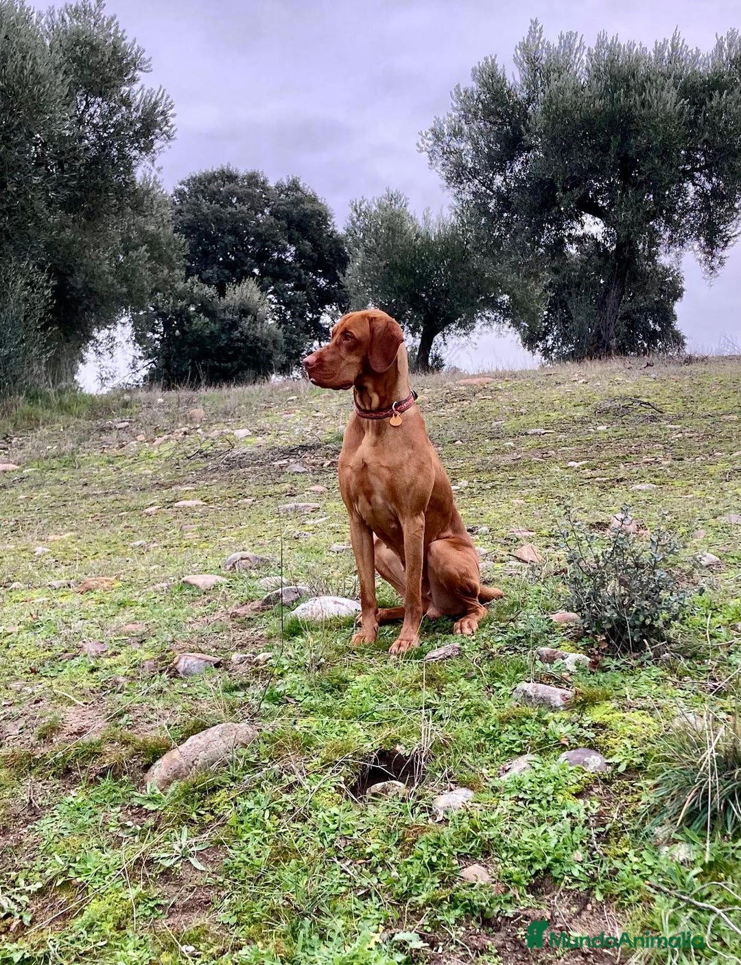 Braco Húngaro de Pelo Corto perros en venta: Cachorros de Braco Húngaro (Vizsla) — Criador aut. - Imagen 4