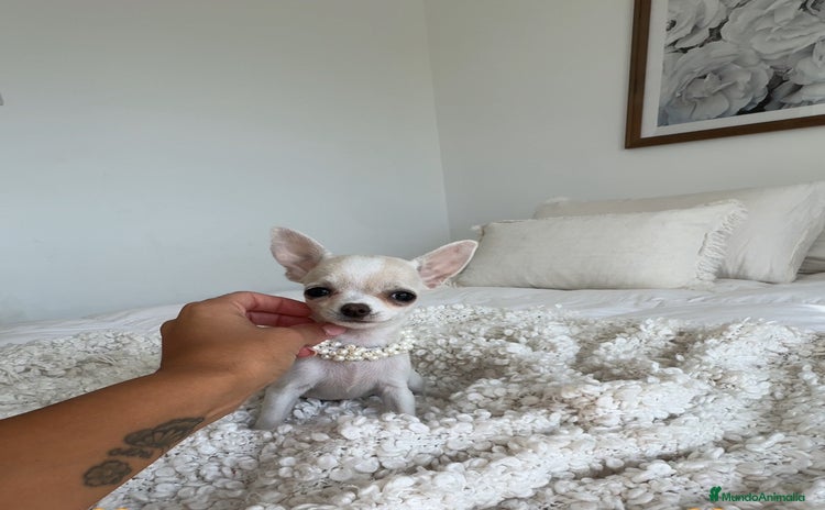Chihuahua perros - Anuncio 5