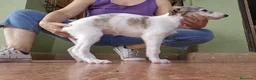 Borzoi perros en venta: Borzoi - Anuncio 4