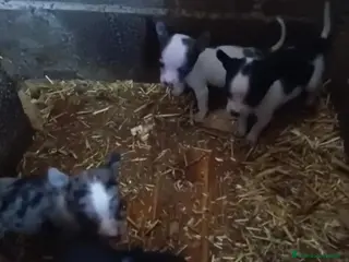 Chihuahua perros Chihuahua toy - Anuncio 2