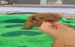 Caniche Toy perros en venta: CANICHES CALIDAD Y SELECCIÓN  - Imagen 2