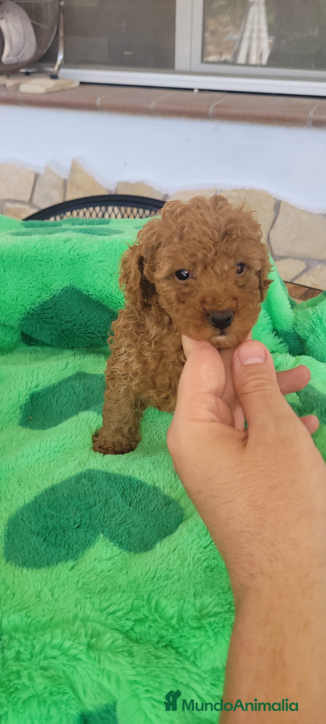Caniche Toy perros en venta: CANICHES CALIDAD Y SELECCIÓN  - Imagen 2