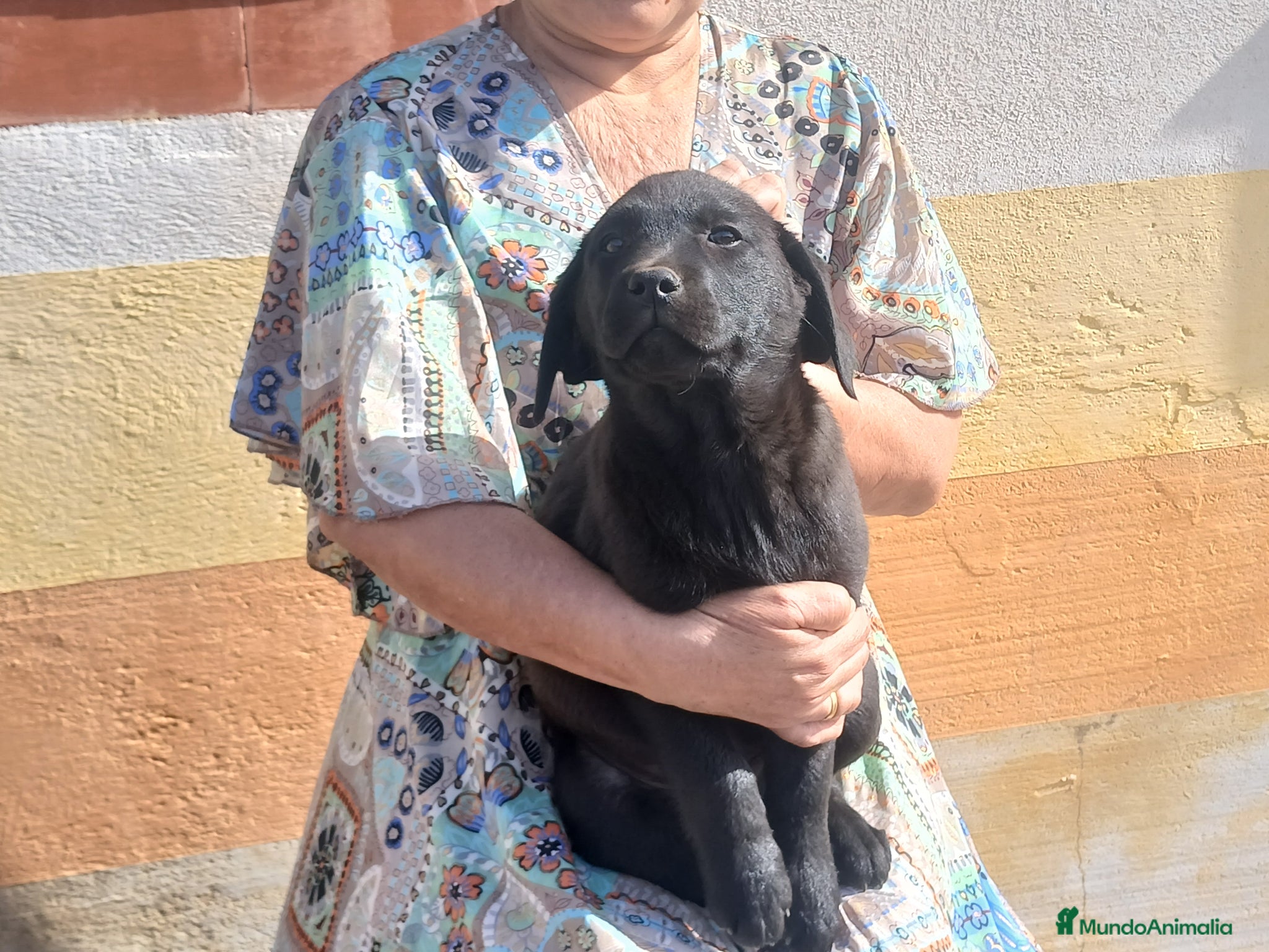 Labrador Retriever perros Cachorros Labrador Retriever Gran Canaria Tenerife - Anuncio 34