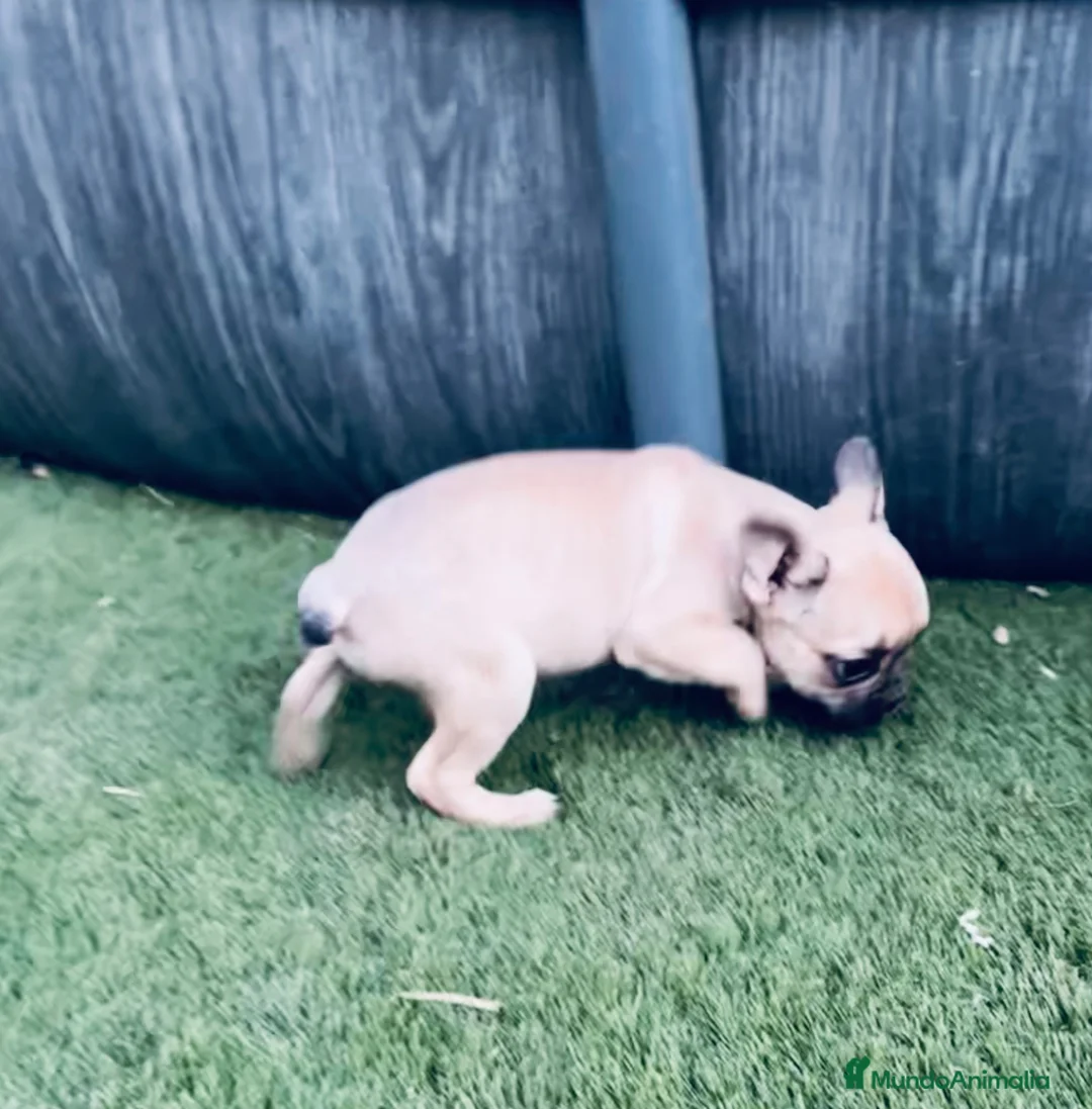 Bulldog Francés perros en venta: Cachorrito bulldog frances fawn - Anuncio 3