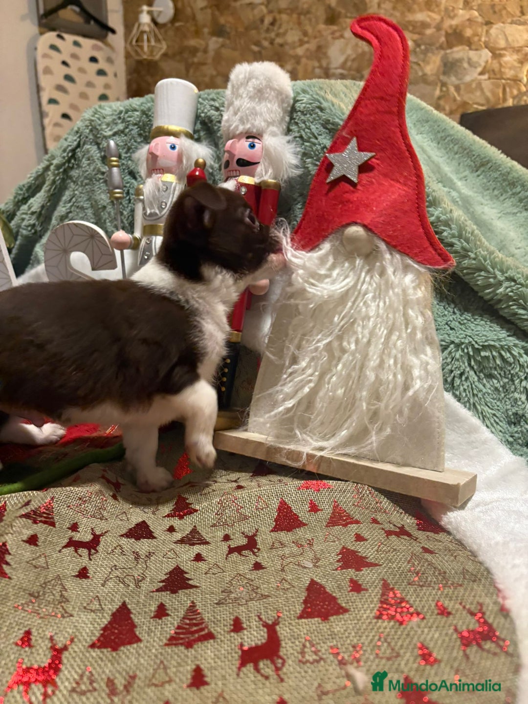 Chihuahua perros en venta: Chihuahua toy ruso - Anuncio 3