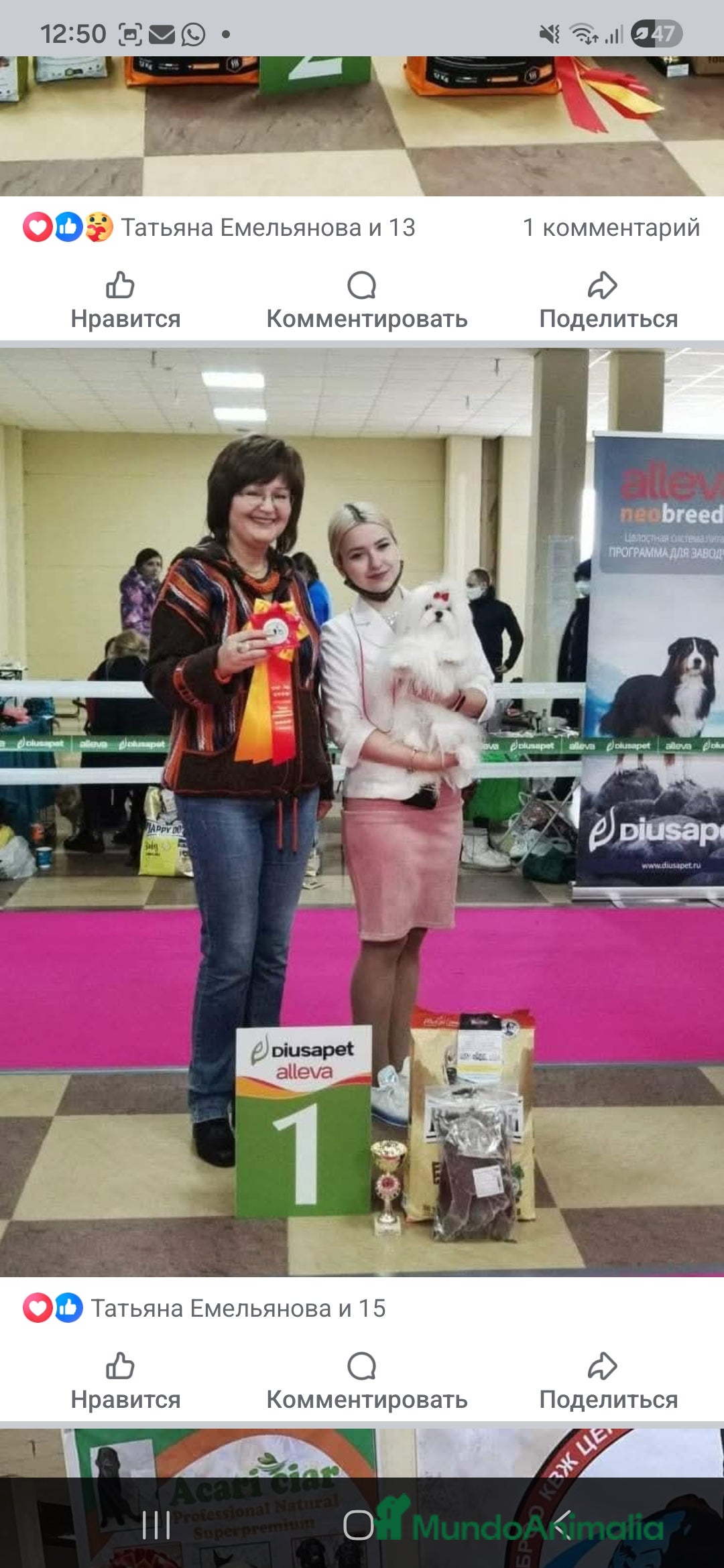 Bichón Maltés perros en venta: Bichon Maltese Coreano Asiático Puro mini - Imagen 7