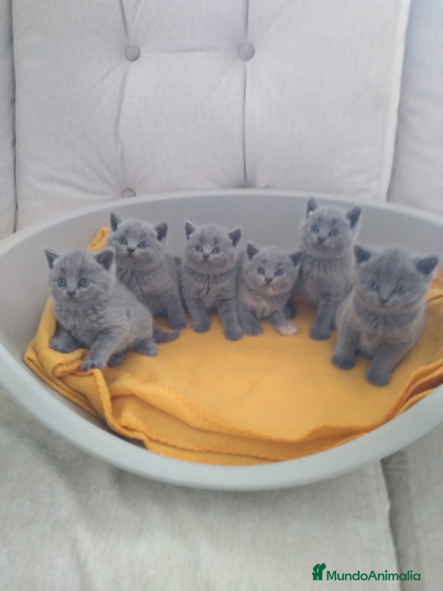 Británico de Pelo Corto Azul gatos British Shorthair  - Anuncio 3