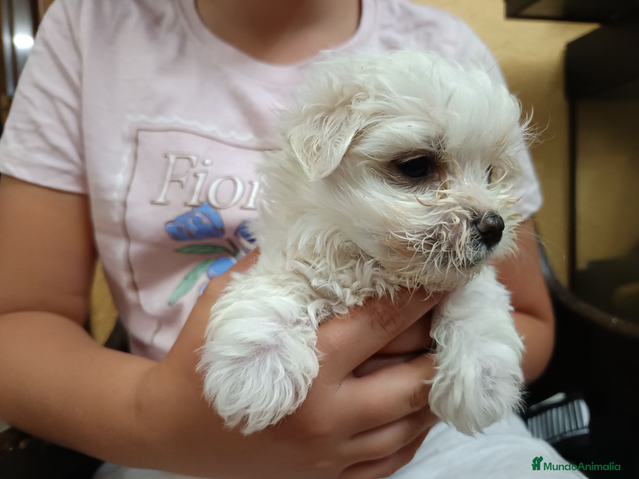 Bichón Maltés perros Maltés Toy - Anuncio 1