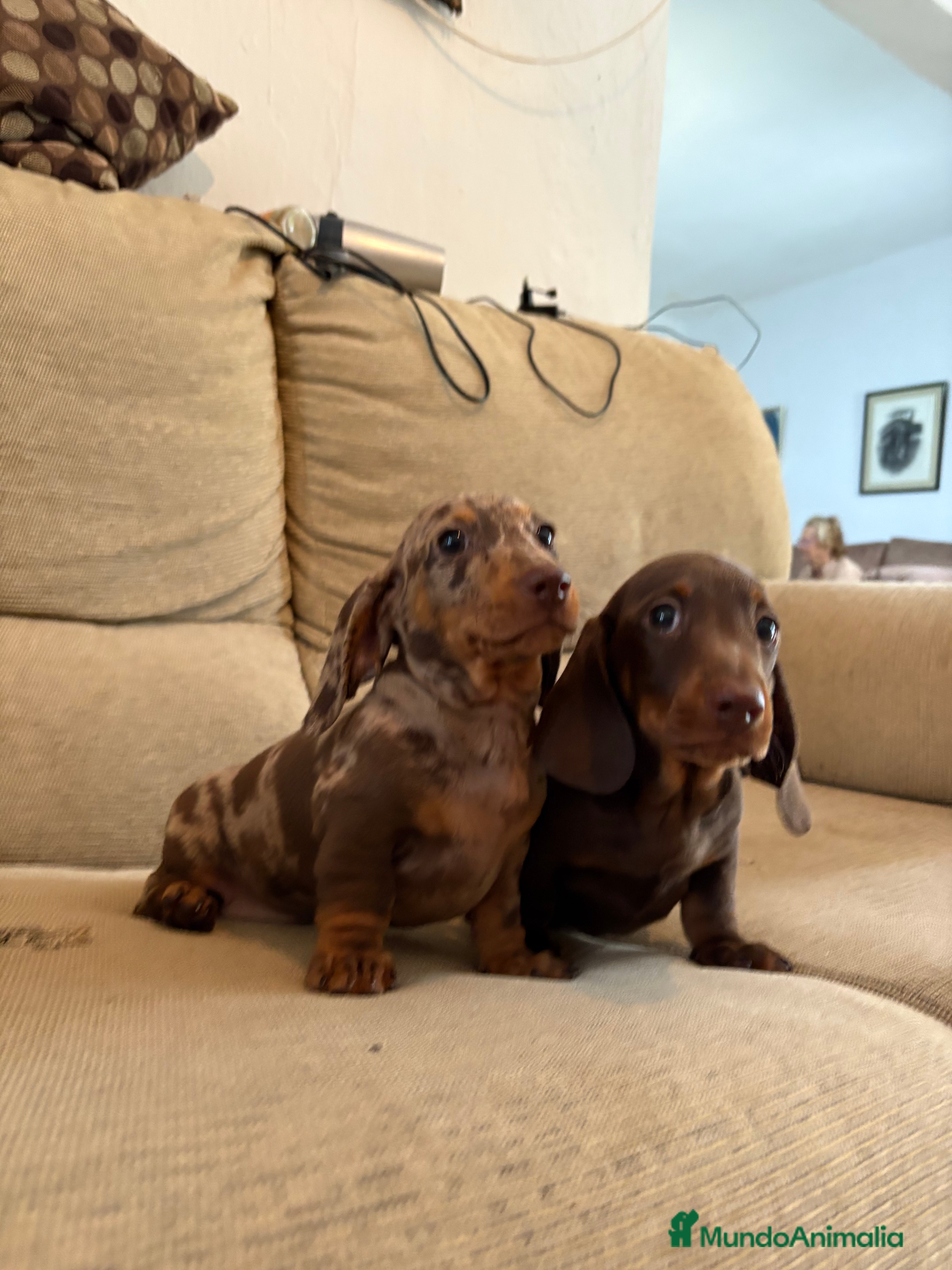 Teckel Miniatura perros Teckels miniaturas y kaninchen  - Anuncio 19