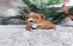 Maltipoo perros en venta: MALTIPOO - Imagen 15