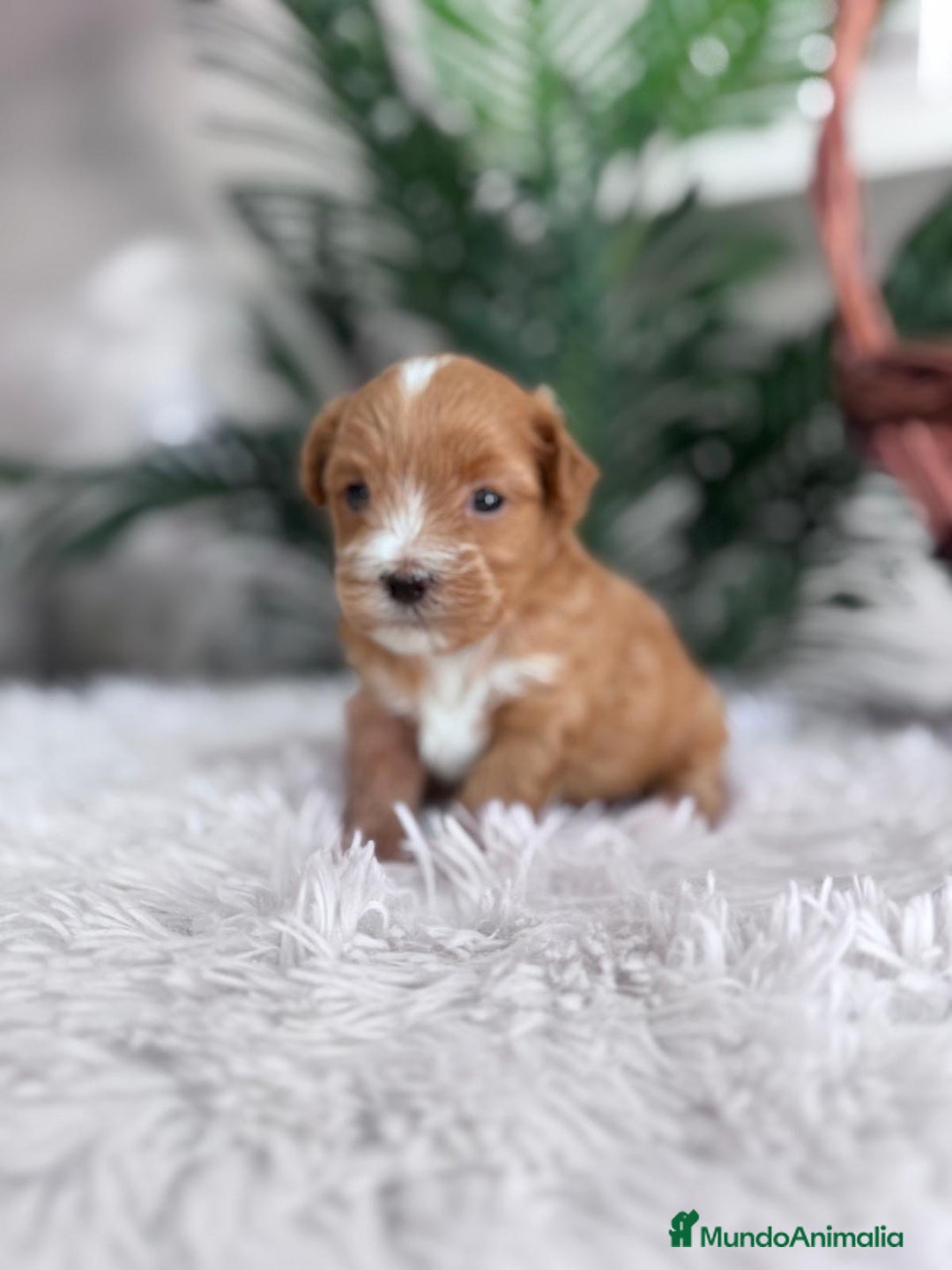 Maltipoo perros en venta: MALTIPOO - Imagen 15