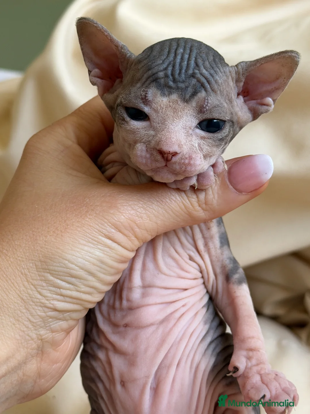 Sphynx gatos en venta: Sphynx pedigree  - Anuncio 2