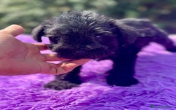 Schnauzer Miniatura perros en venta: Schnauzer miniatura  - Imagen 7