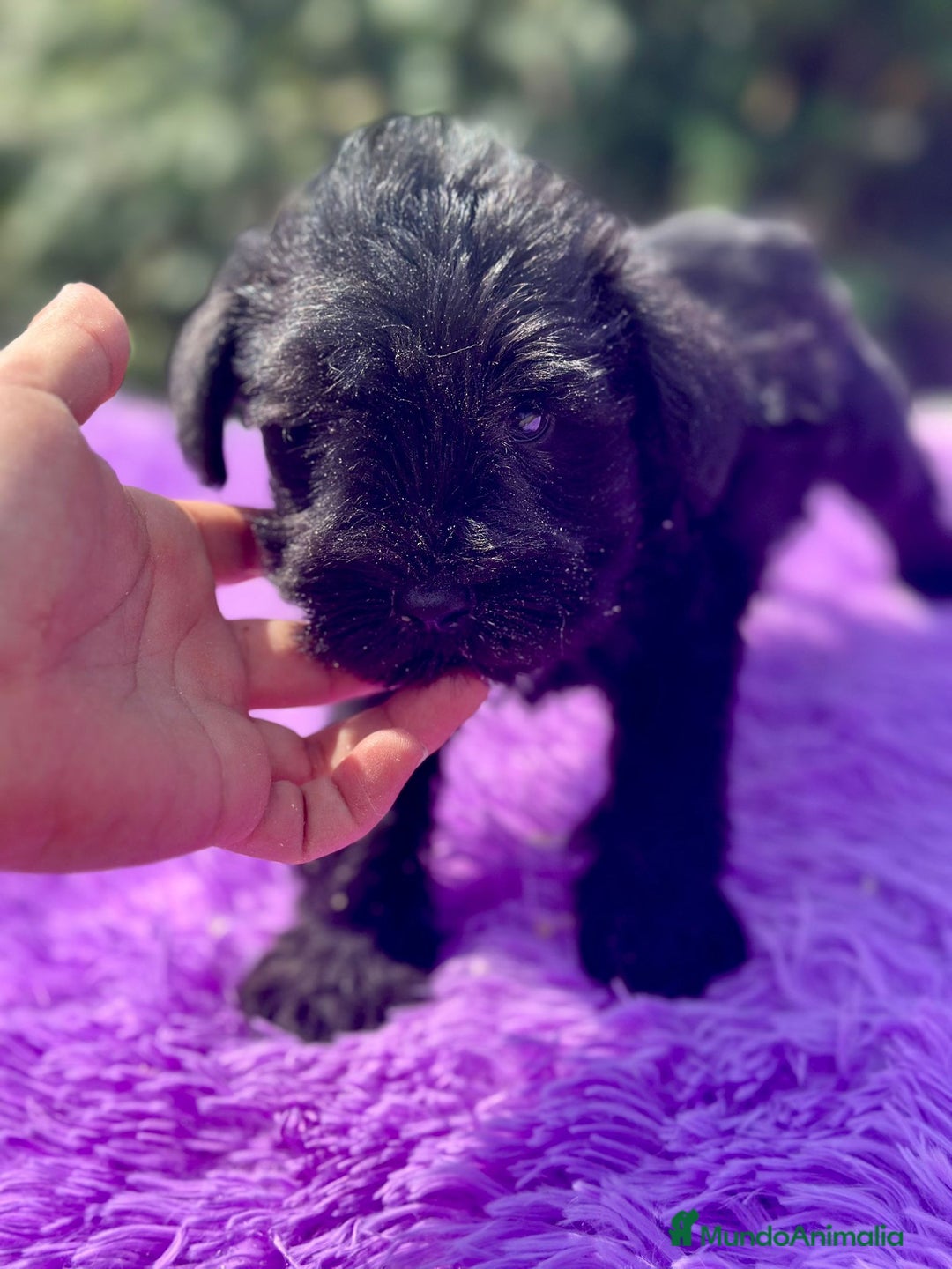 Schnauzer Miniatura perros en venta: Schnauzer miniatura  - Imagen 7