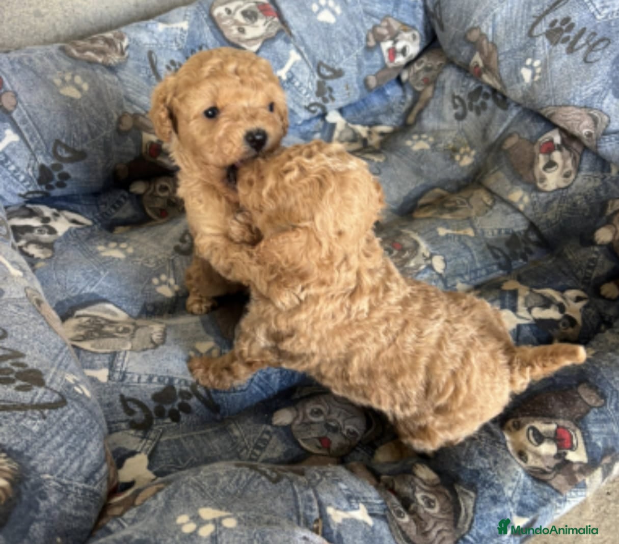 Caniche Toy perros Caniches toy  - Anuncio 2