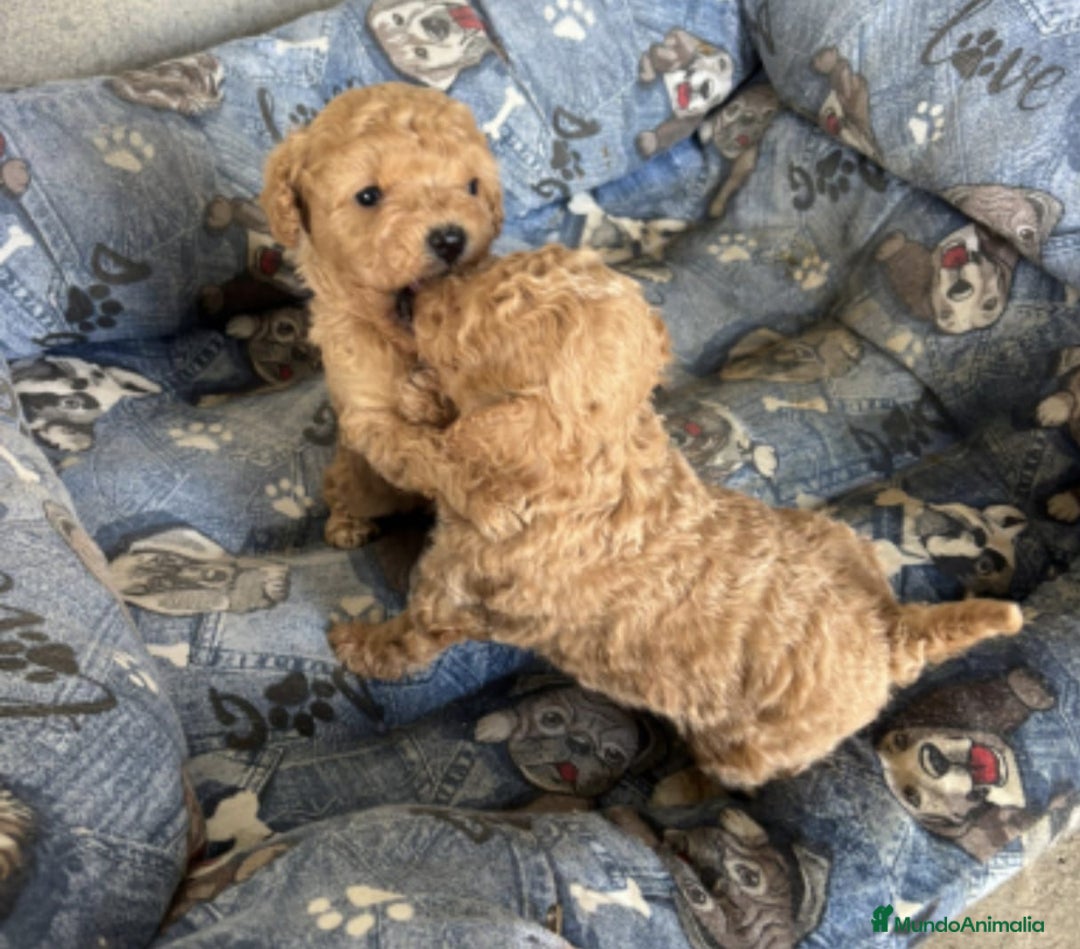 Caniche Toy perros en venta: Caniches toy  - Anuncio 1